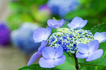 満開に咲いた紫陽花の花