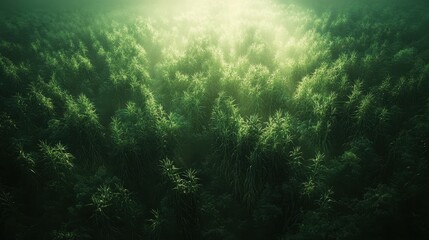 Obraz premium Dense green forest bathed in sunlight. Ideal for nature documentaries, illustrating tranquility, or mystical themes.
