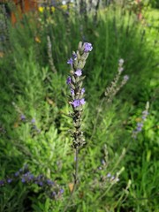 lavender flowers in the garden