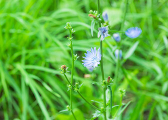 green grass and chicory flower