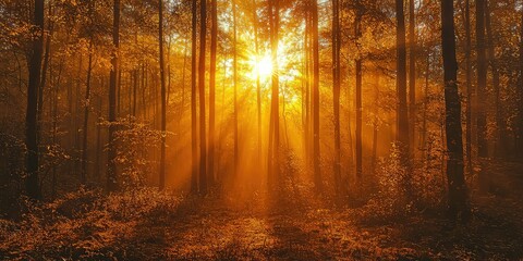 Naklejka premium A radiant sunrise flooding through thick forest trees, painting the scene in gold