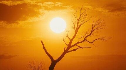 Naklejka premium 枯れた木と夕日