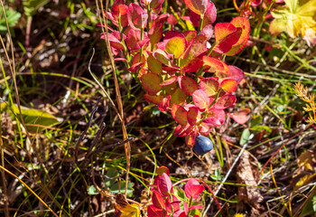 plants with ripe fruits, autumn colors in nature, radiance in the rays of the sun