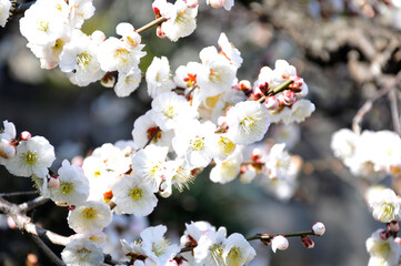 梅の花