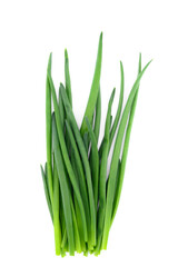 freshly cut green onions in a bunch on a white background, close-up