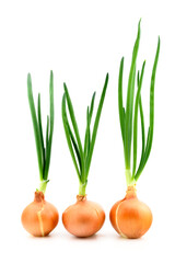 freshly picked onions with bright green shoots, large group of bulbs, on white background close-up