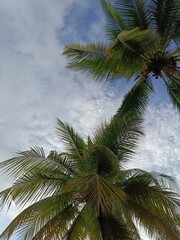 Picture of coconut tree on blue sky