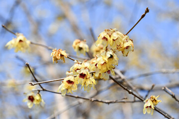 ロウバイと青空
