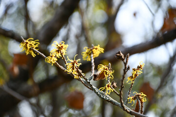シナマンサク　Chinese witch hazel
