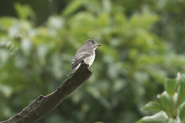 grey streaked flycatcher in a forest