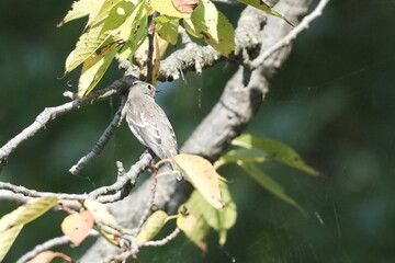 grey streaked flycatcher in a forest