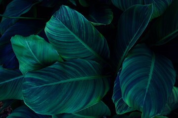 closeup nature view of green leaf texture, dark wallpaper concept, nature background, tropical leaf.