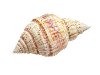 Obraz premium A beautiful, spiraled seashell with intricate patterns and a smooth surface, showcasing natural colors and textures, Transparent background.