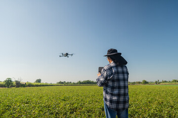Man farmer in hat standing in green Sugarcane field and controlling of drone which flying above...