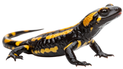 Left side view a fire salamander. Its bold black skin contrasts sharply with vibrant yellow markings isolated on white background. Suitable for marketing or business purposes. PNG file