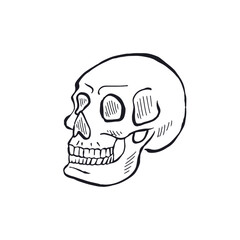 Hand drawn black and white line art human skull isolated on white background. Monochrome skeleton head design