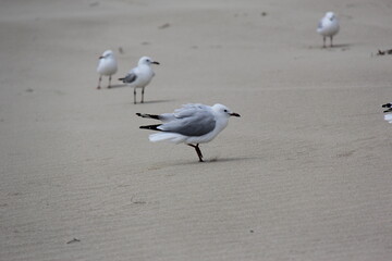 seagull on the beach