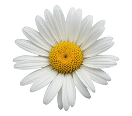 Daisy Flower Isolated on Transparent PNG Background Cut Out.