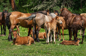 Southern Urals, a herd of horses with foals in a pasture in summer.