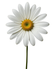 Fototapeta premium Daisy Flower Isolated on Transparent PNG Background Cut Out.