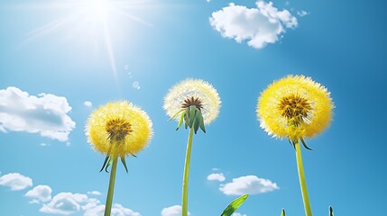 Fototapeta premium Three Dandelions Against a Sunny Blue Sky