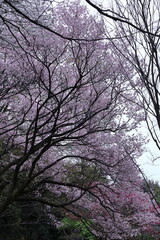春爛漫満開