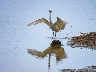great blue heron ardea cinerea