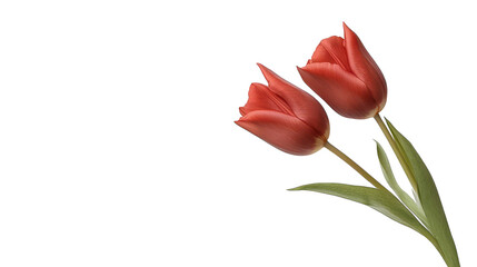 Obraz premium Elegant red tulips in bloom, a stunning contrast against dark background 