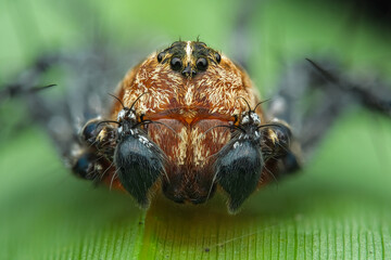 close-up of colorful lynx spider (hamadruas)

