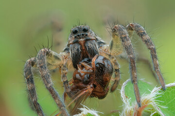 A young wolf spider enjoying its prey  (Lycosidae)