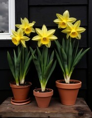 Vibrant Yellow Daffodils in Terracotta Pots Spring Blooms Garden Flowers