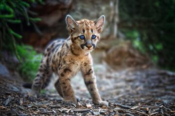 Portrait of a baby cougar exploring its natural habitat in the wilderness with striking blue eyes and soft fur