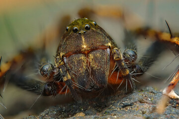 close-up of colorful lynx spider (hamadruas)
