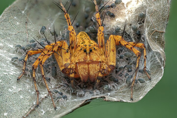 Mother lynx spider who is guarding her childs (genus hamadruas)