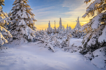 winter forest in the mountains