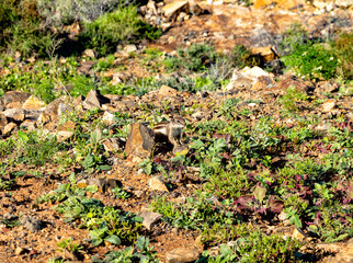 Barbary ground squirrel, Island Fuerteventura, Canary Islands, Spain, Europe.