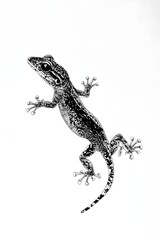 Naklejka premium A colorful lizard standing proudly on a white surface showcasing its unique textures