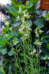 Delicate White Flowers Blooming on Tall Green Stems