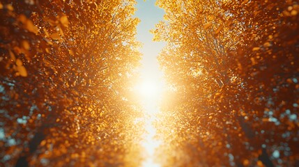 Autumn Sunlight Through Golden Tree Canopy