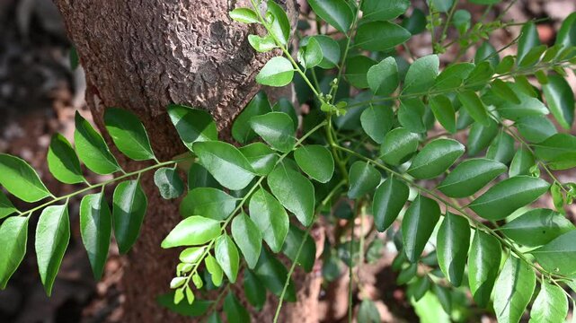 Fresh organic curry leaves, Curry leaves tree plant close up footage