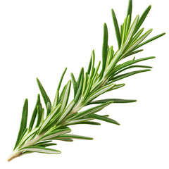 Obraz premium A clipart image of a rosemary leaf isolated on a transparent background
