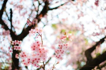cherry blossom in spring