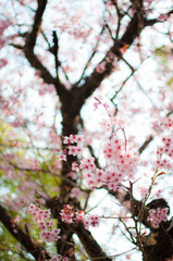 pink cherry blossom