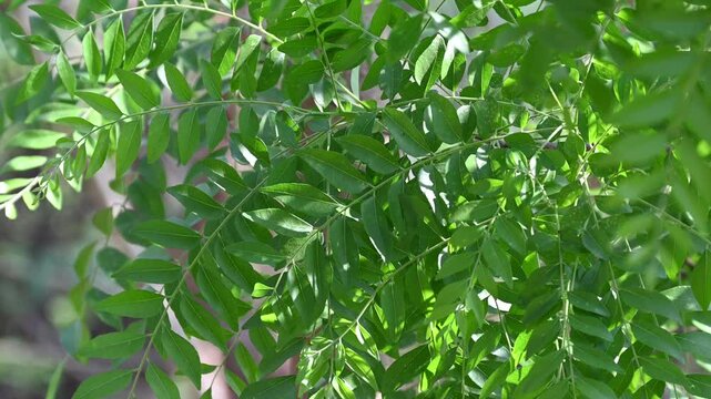 Fresh organic curry leaves, Curry leaves tree plant close up footage