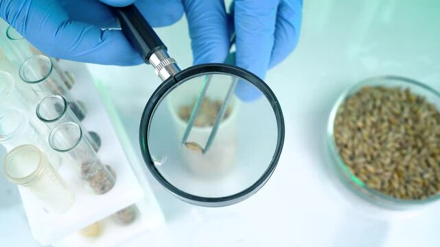 A researcher analyzes agricultural grains in a laboratory. Research into GMO cereals and beans. Testing genetically modified seeds.
