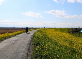 河川堤防に咲く菜の花群　きれいな春の風景