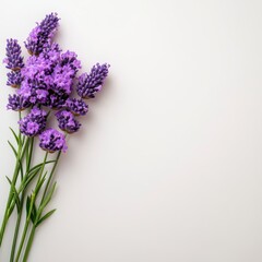 Fototapeta premium Purple Lavender Flowers on White Background Minimal Floral Photography