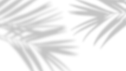 Abstract gray palm leaves shadow on a white wall.  Neutral nature concept background with copy space for text blur noise grainy texture 