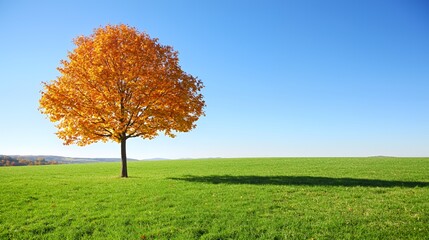Obraz premium Single Autumn Tree in a Green Field Under a Blue Sky