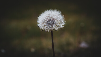 Dandelion Close Up